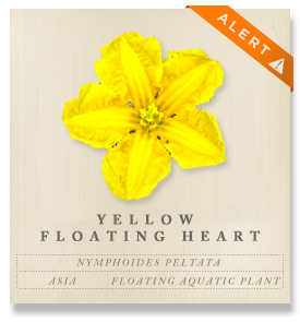 Yellow Floating Heart - Nymphoides peltata