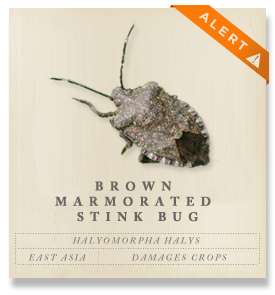 Brown marmorated stink bug - Halyomorpha halys