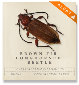 Brown Fir Longhorned Beetle - Callidiellum villosulum