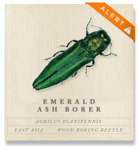 Emerald Ash Borer - Agrilus planipennis