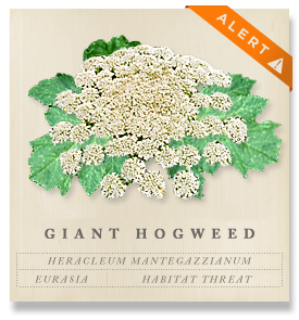 Giant Hogweed - Heracleum mantegazzianum