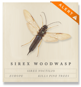 Sirex Woodwasp - Sirex noctilio