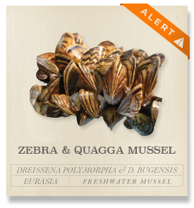 Zebra and Quagga Mussels - Dreissena polymorpha & D. bugensis
